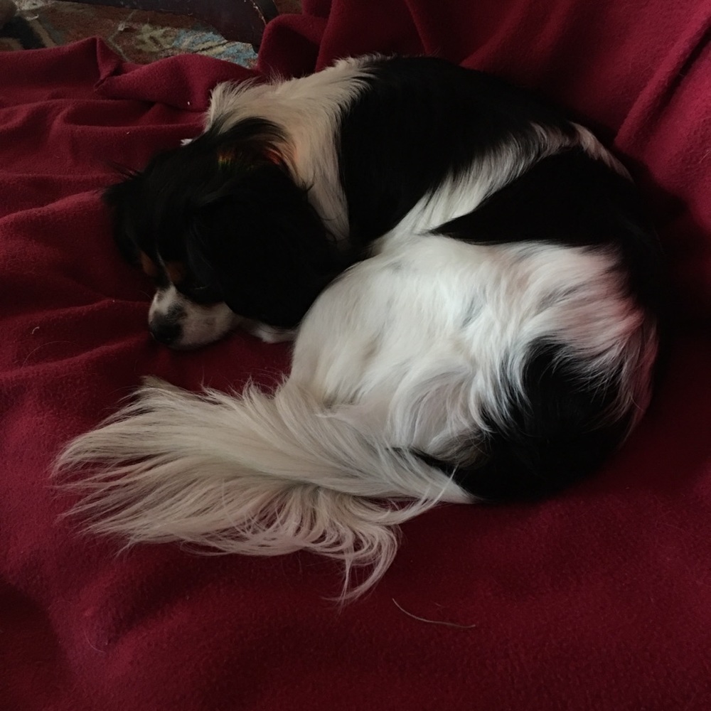 Meet your Posher, Carl